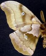 Antheraea polyphemus