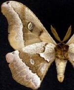 Antheraea oculea