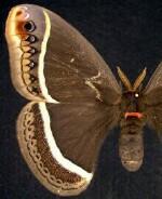 Eupackardia calleta