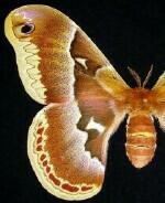 Callosamia promethea