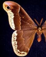 Callosamia promethea