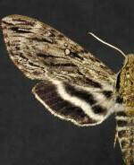 Lintneria eremitus