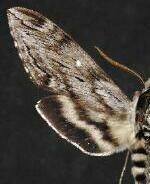 Sphinx poecila