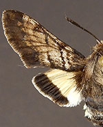 Euproserpinus phaeton