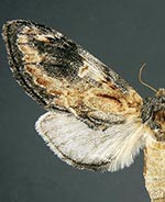 Notodonta ochreata