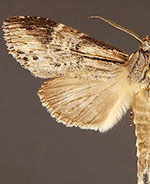 Dasylophia melanopa