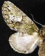 Heterocampa pulverea