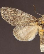 Cecrita lunata