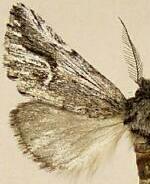 Ursia noctuiformis