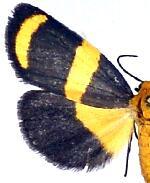 Eudesmia arida