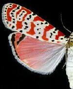 Utetheisa ornatrix