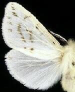 Spilosoma congrua