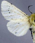 Spilosoma vestalis