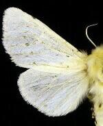 Spilosoma vestalis