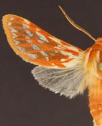 Lophocampa roseata