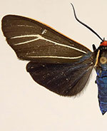 Ctenucha cressonana