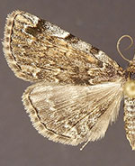 Idia majoralis