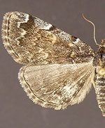 Idia majoralis