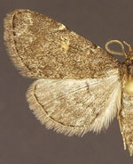 Idia suffusalis