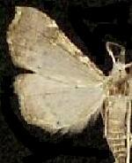 Redectis pygmaea