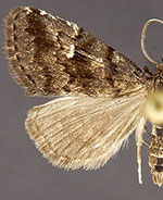 Dyspyralis nigellus