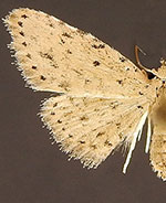 Sigela basipunctaria