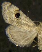 Abablemma brimleyana