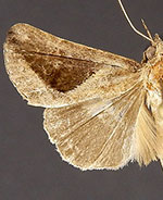 Hypena subidalis