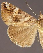 Hypena vetustalis