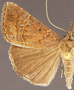 Hypena vetustalis