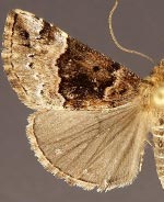 Hypena vetustalis