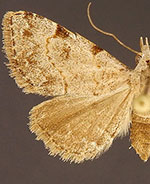 Nychioptera accola