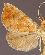 Cecharismena cara