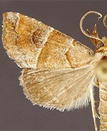 Cecharismena cara