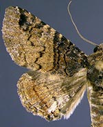 Metria bilineata