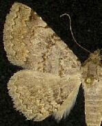 Toxonprucha volucris