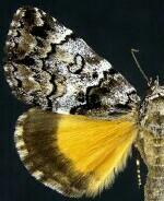 Allotria elonympha