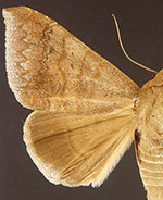 Mimophisma delunaris