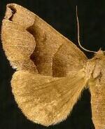 Gondysia smithii