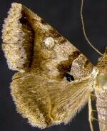 Celiptera valina