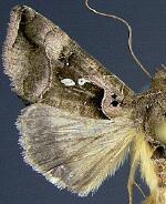 Enigmogramma antillea