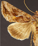 Autographa rubidus