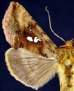 Autographa bimaculata