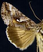 Autographa californica