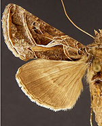 Autographa flagellum