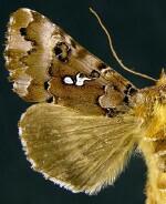 Autographa corusca