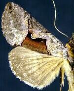 Autographa ampla