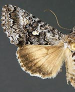 Syngrapha celsa