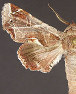 Marathyssa pyrastis