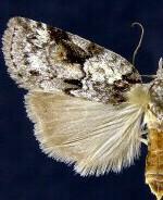 Nycteola frigidana